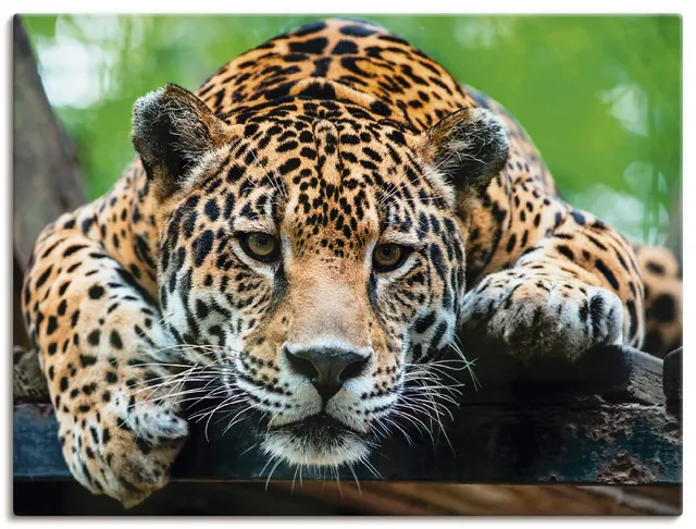 artland-jaguar-leinwandbild-60x45-cm-wildtiere-braun-foto image 1