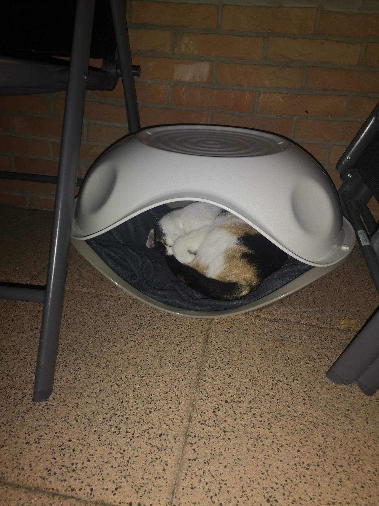Katze mag es