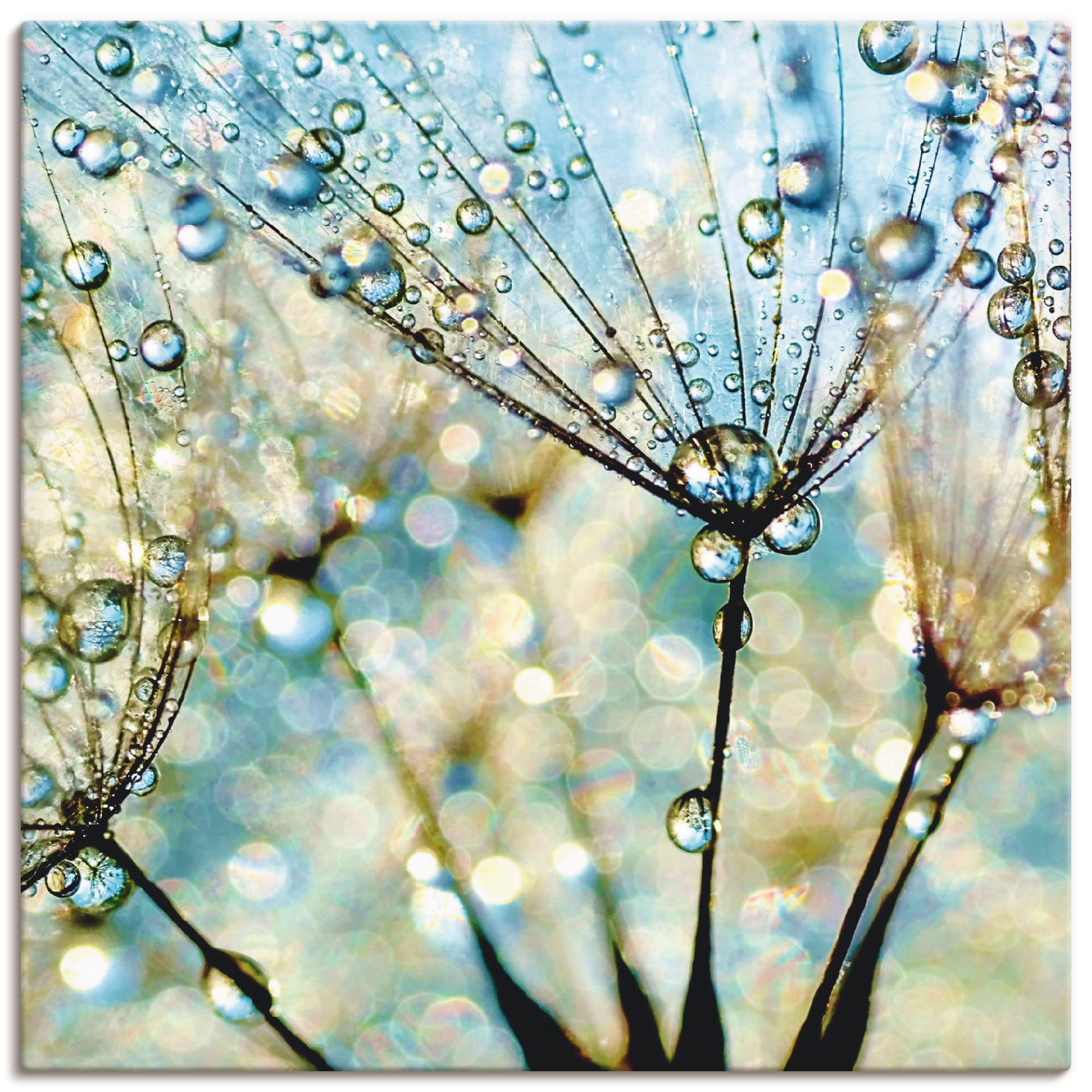 artland-leinwandbilder-pusteblume-blau-leinwandbild-40x40-blau image 1