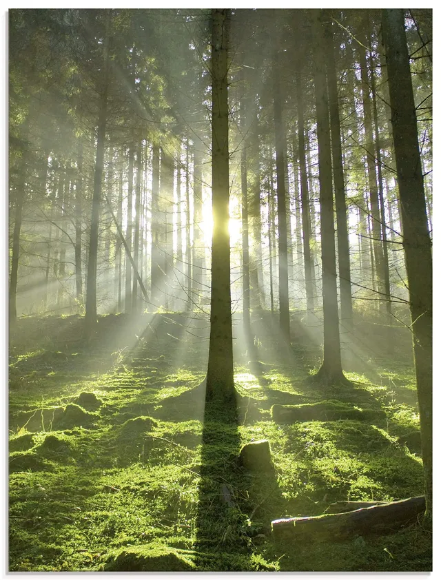 artland-glasbilder-t5sv-glasbild-60x80-wald-hochformat image 1