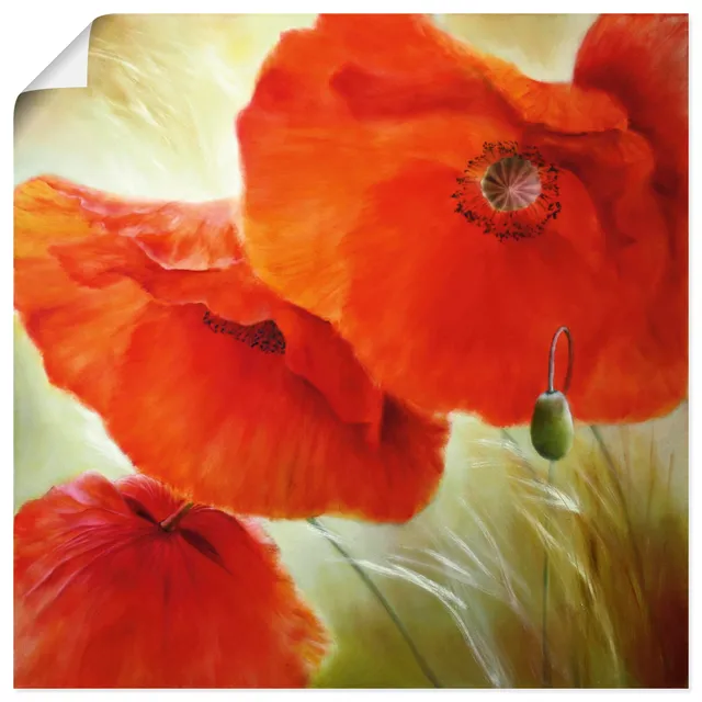 artland-kunstdrucke-u4qn-poster-mohn-mohnblume image 1