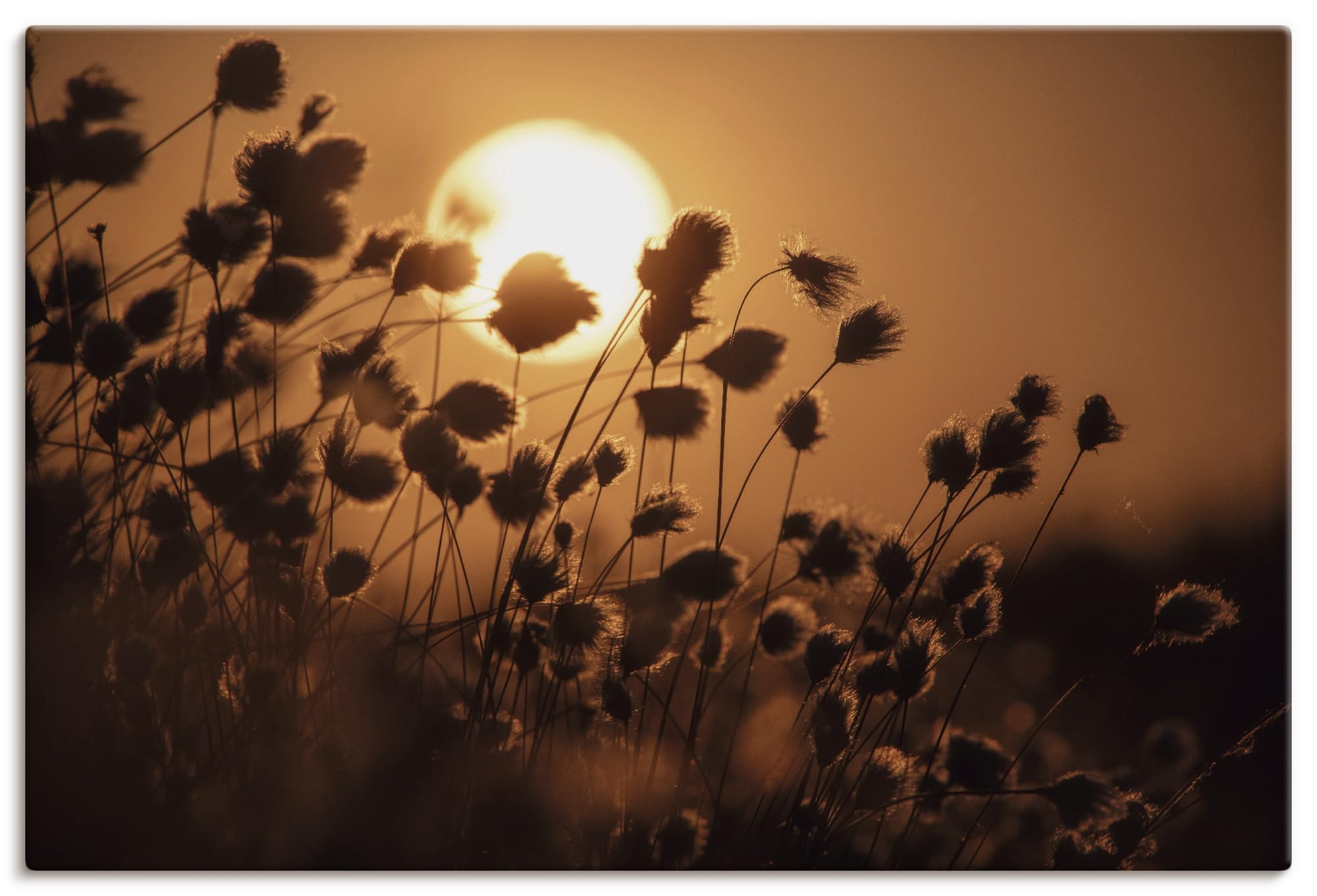 artland-leinwandbilder-pampasgras-leinwand-60x30-cm-boho image 8