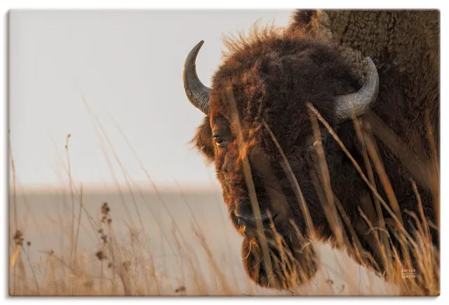 artland-leinwandbilder-bison-meditation-leinwandbild-30-x-30-cm image 1