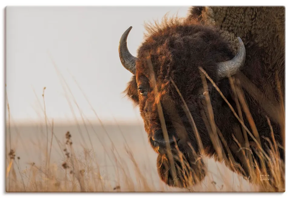 artland-leinwandbilder-bison-meditation-leinwandbild-30-x-30-cm image 1