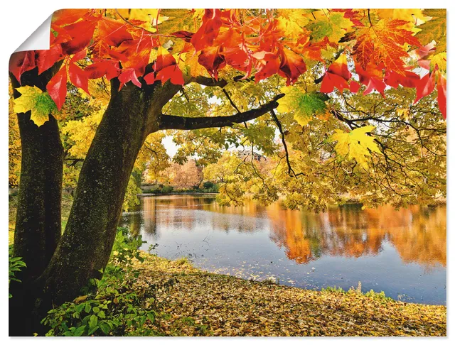artland-kunstdrucke-poster-80x60-cm-herbstwald-mit-boot-t4sf image 1