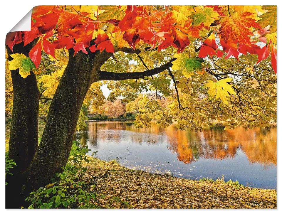 artland-kunstdrucke-poster-80x60-cm-herbstwald-mit-boot-t4sf image 1