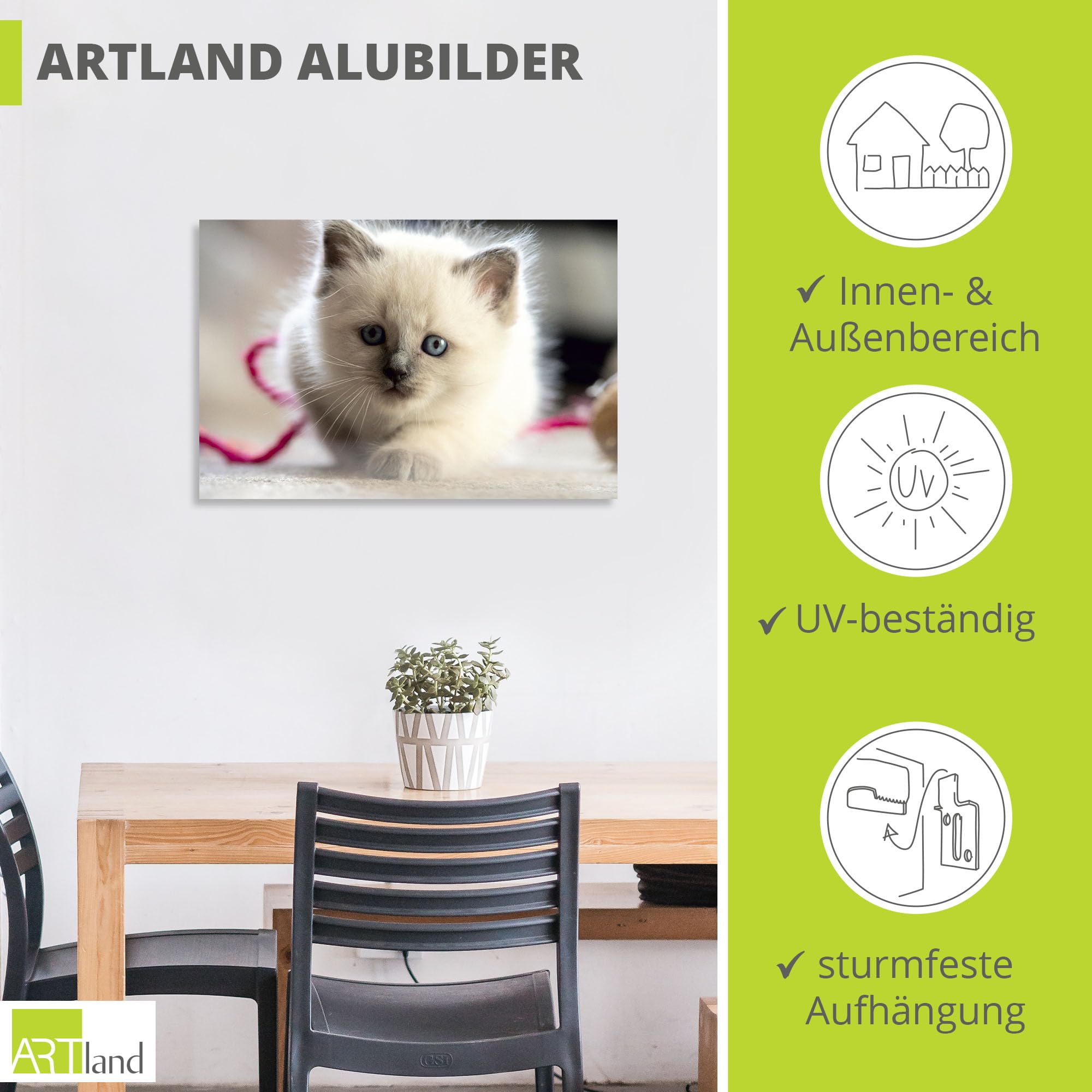 artland-birma-katze-alubild-60x40-cm-u2kl-wetterfest image 3