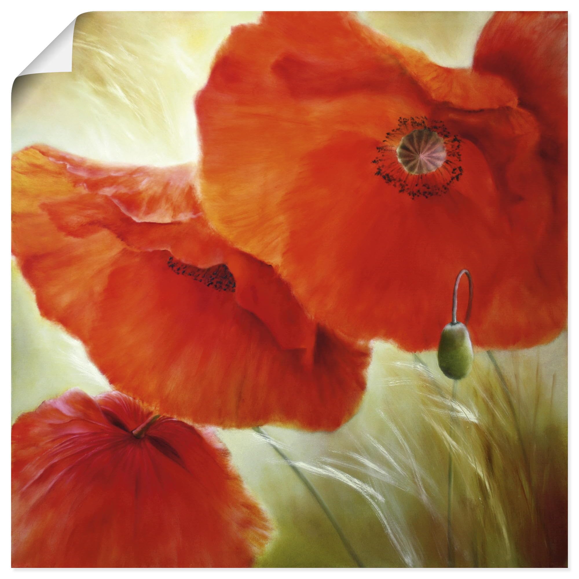 artland-kunstdrucke-u4qn-poster-mohn-mohnblume image 1