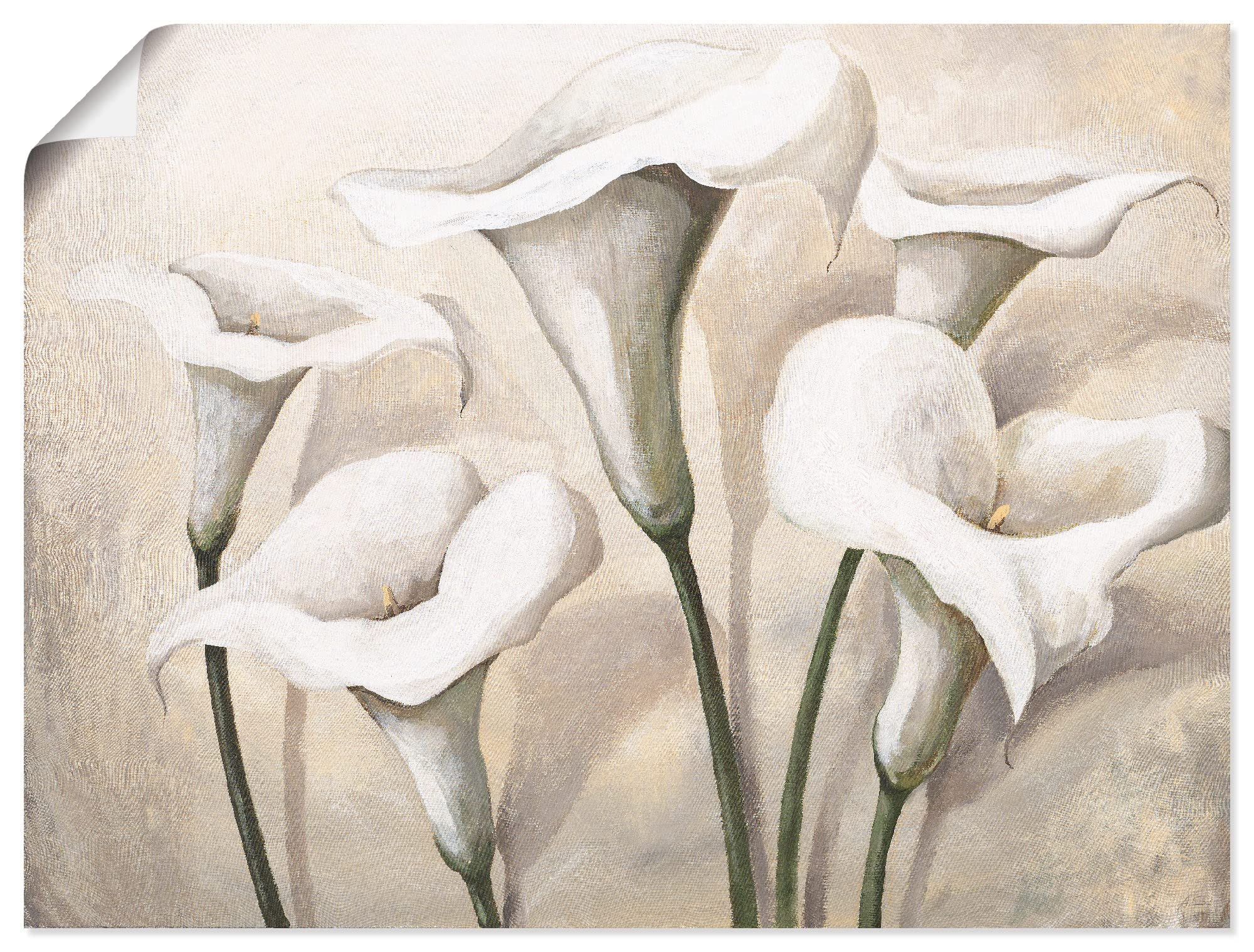 artland-kunstdrucke-u4qn-poster-mohn-mohnblume image 6