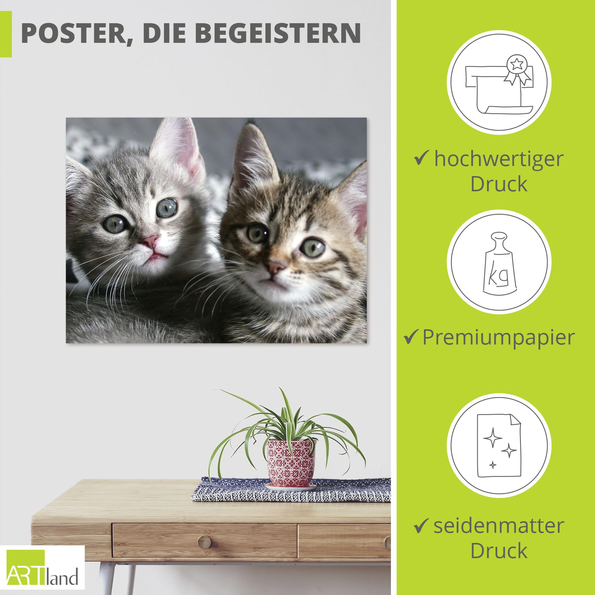 artland-kitten-poster-80x60-cm-katzenbaby image 2