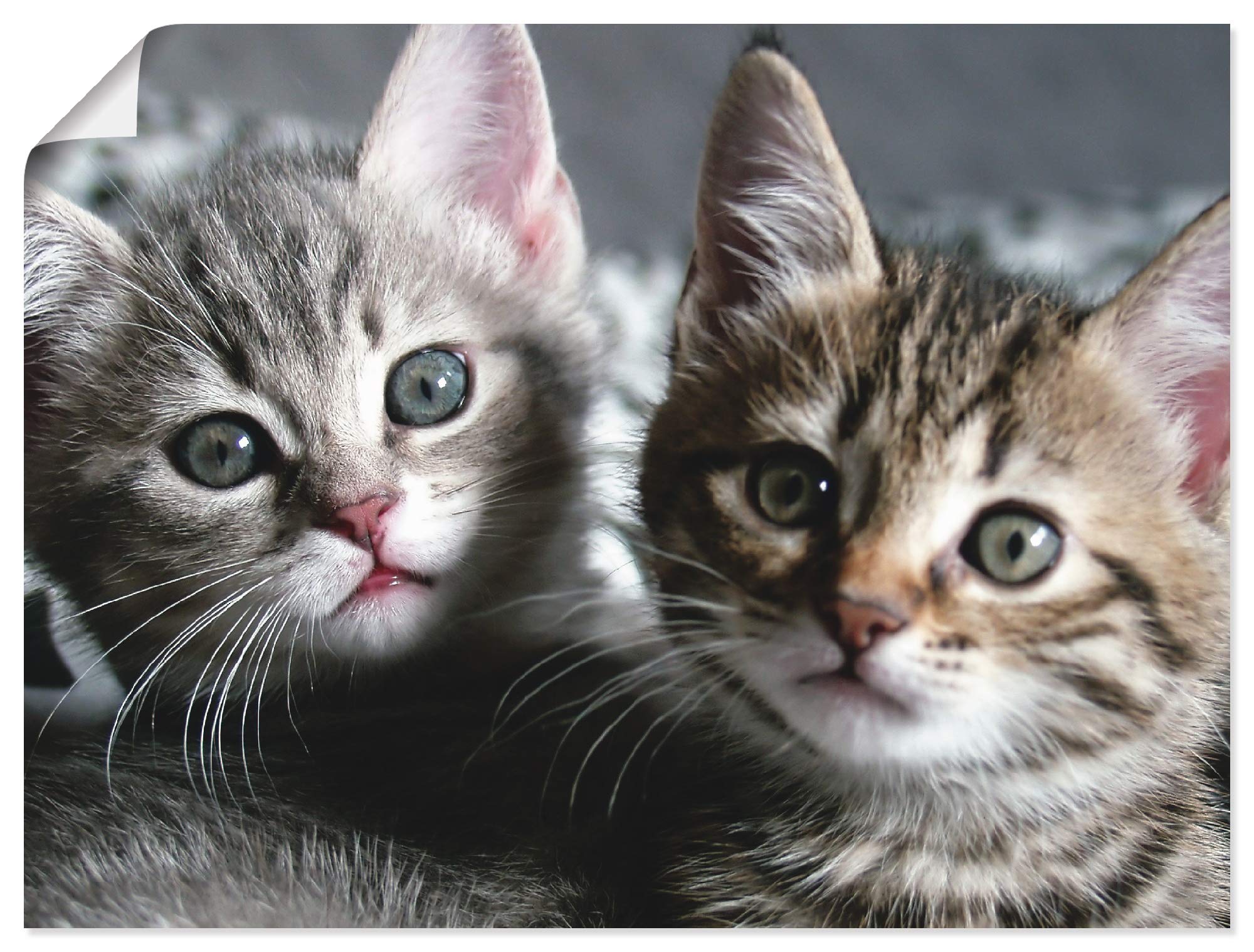 artland-kitten-poster-80x60-cm-katzenbaby image 1