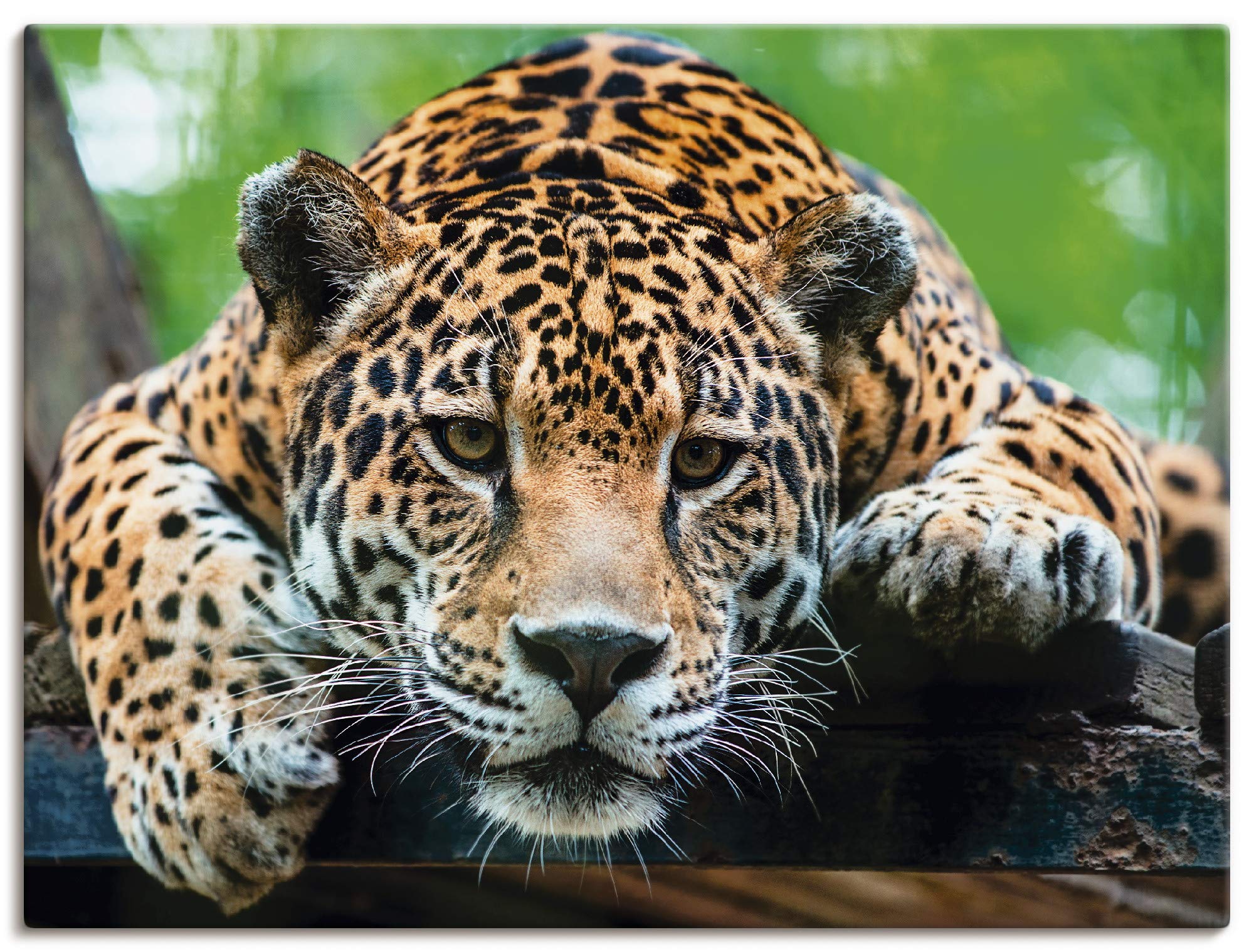 artland-jaguar-leinwandbild-60x45-cm-wildtiere-braun-foto image 1