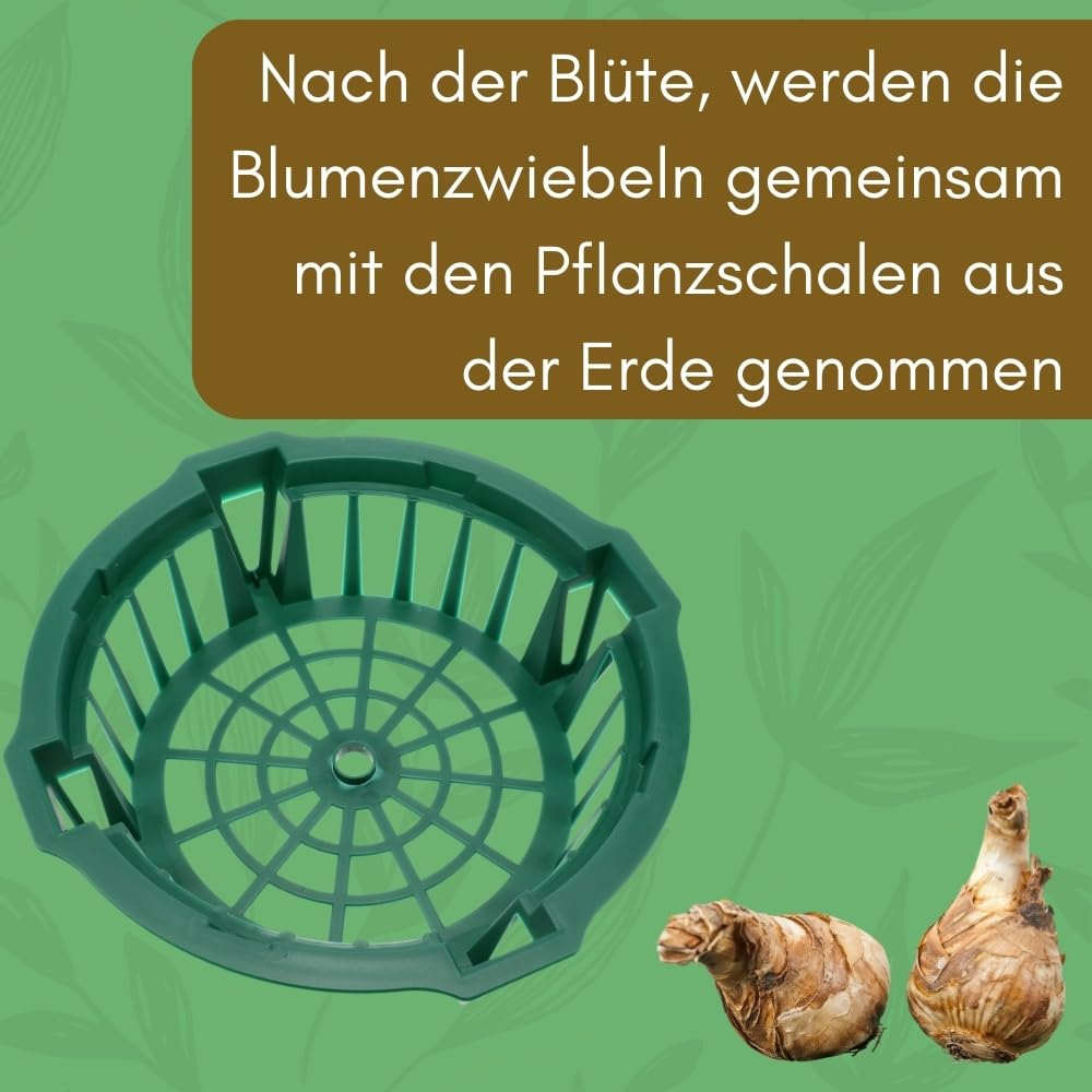 garpet-garten-pflanzk-rbe-blumenzwiebeln-12er-set-22-cm image 5