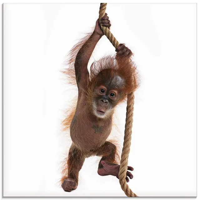 artland-glasbilder-t5ri-glasbild-affe-baby-orang-utan image 1