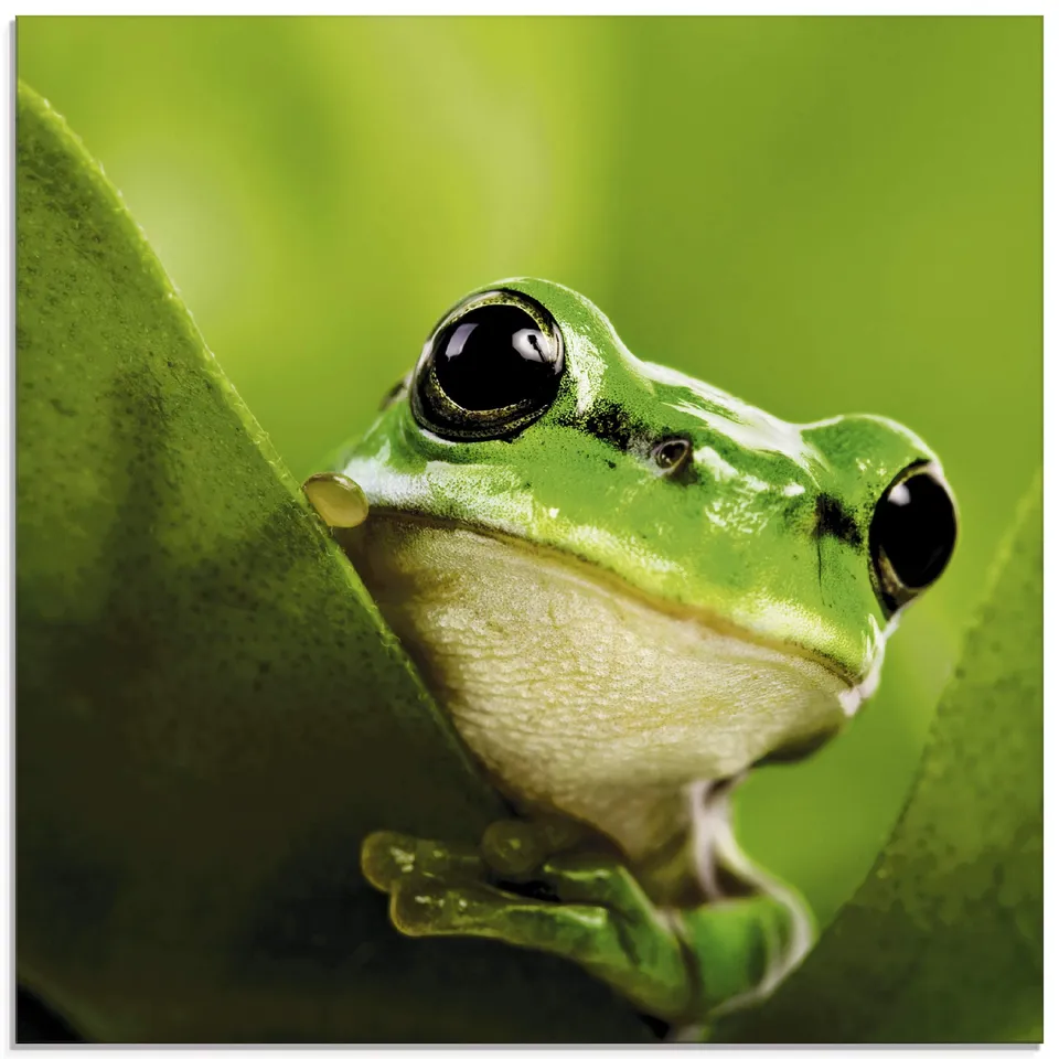artland-glasbilder-t5vh-glasbild-sp-hender-frosch-gr-n image 1