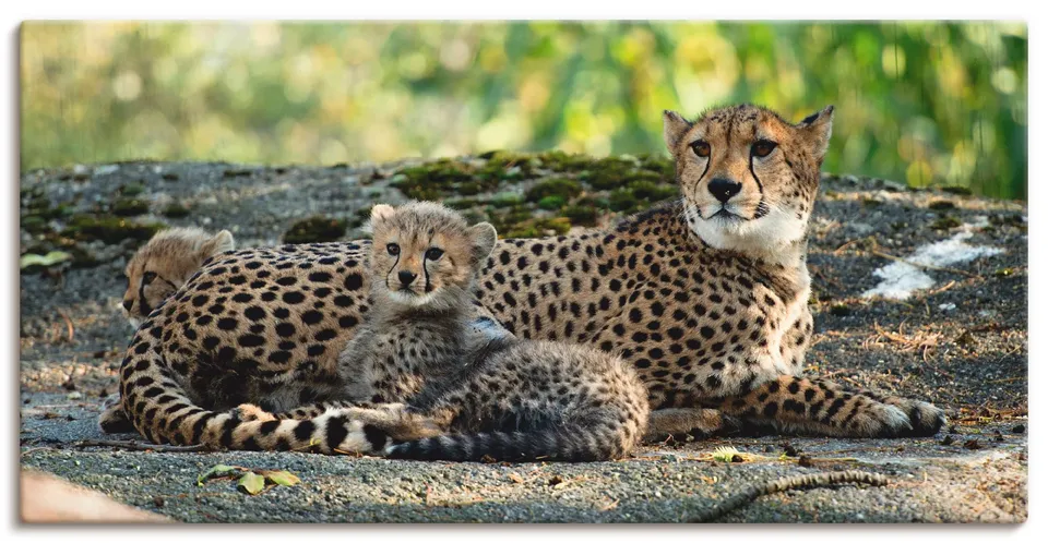 artland-leinwandbilder-s9hy-leinwandbild-60x30-cm-gepard-afrika image 1