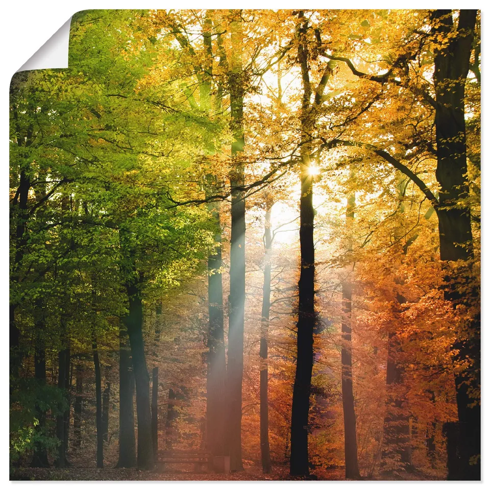 artland-kunstdrucke-herbsttag-poster-30x30-cm-wald-herbst-ungerahmt image 1