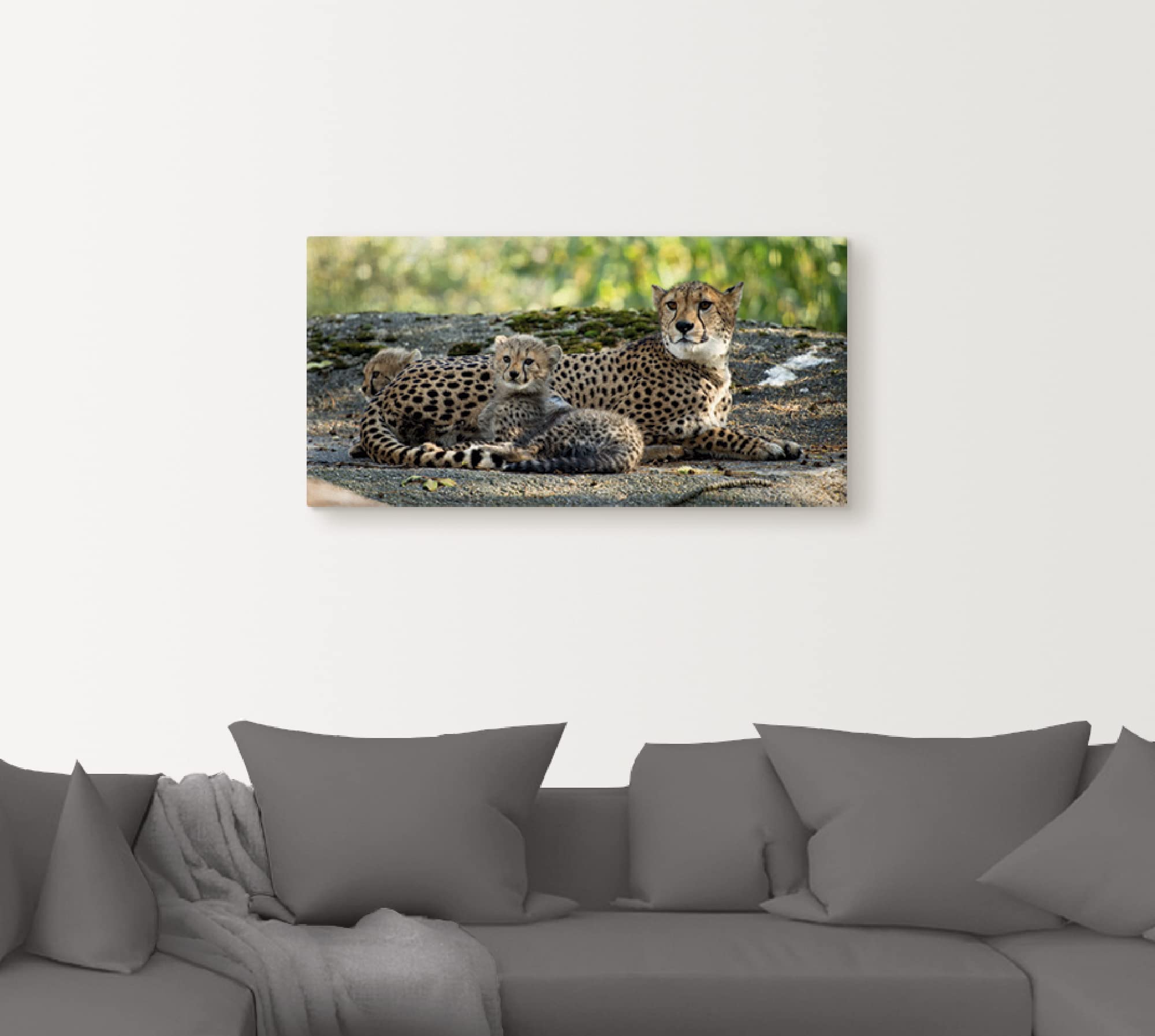 artland-leinwandbilder-s9hy-leinwandbild-60x30-cm-gepard-afrika image 8