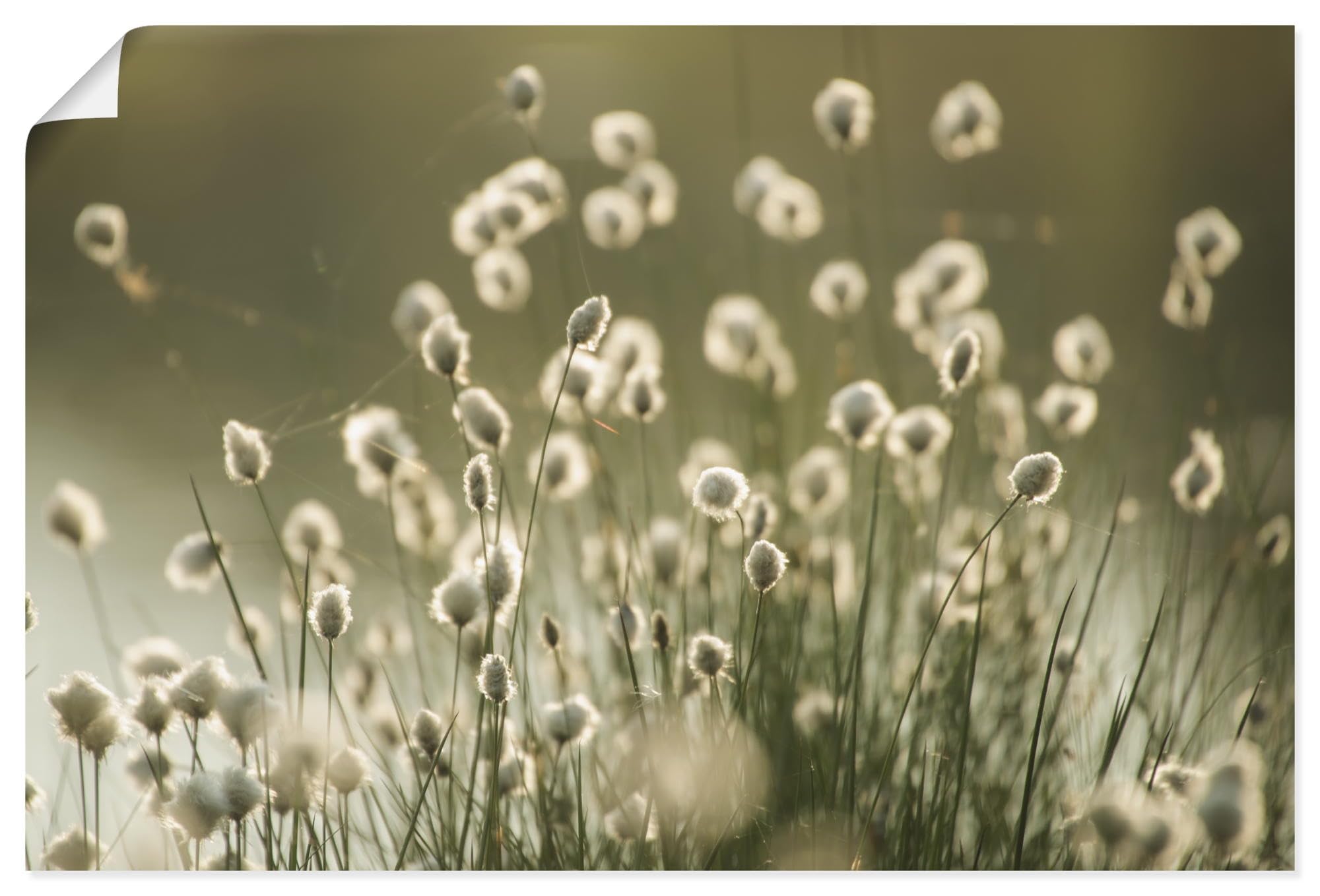artland-kunstdruck-poster-60x40-wollgras-2-natur-querformat image 5