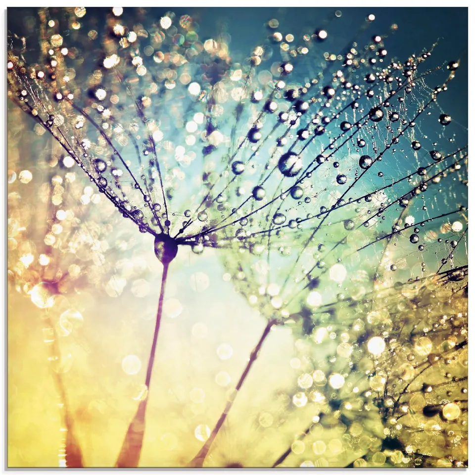 artland-glasbilder-pusteblume-glasbild-50x50-cm-quadratisch-natur image 1