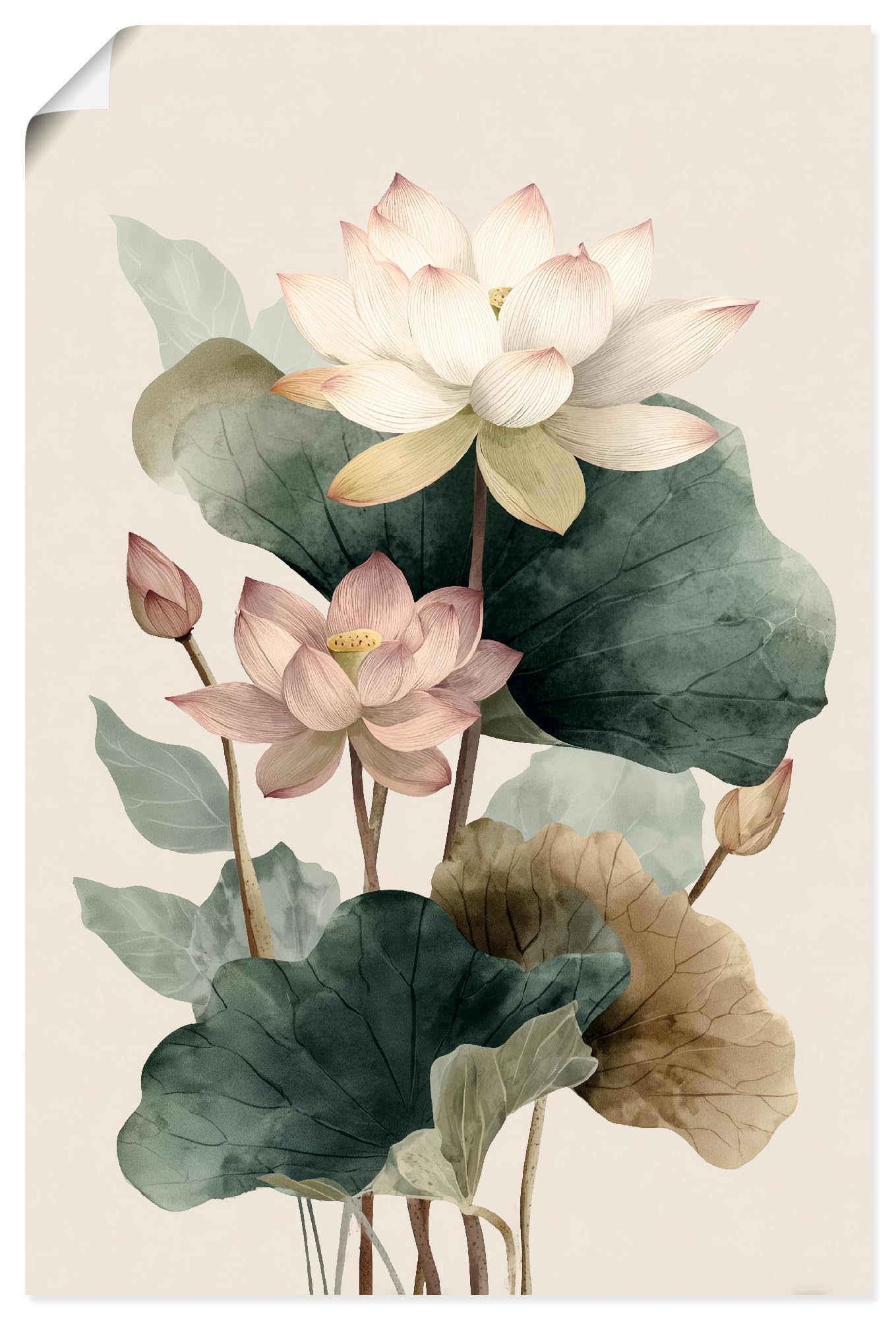 artland-kunstdruck-poster-60x40-wollgras-2-natur-querformat image 8