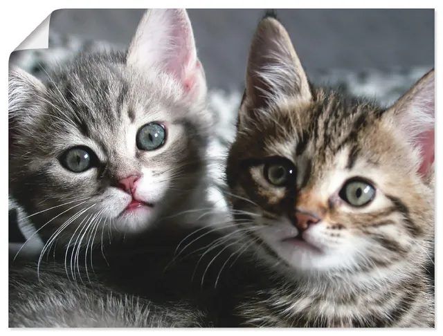 artland-kitten-poster-80x60-cm-katzenbaby image 1