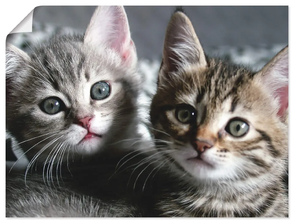 artland-kitten-poster-80x60-cm-katzenbaby image 1