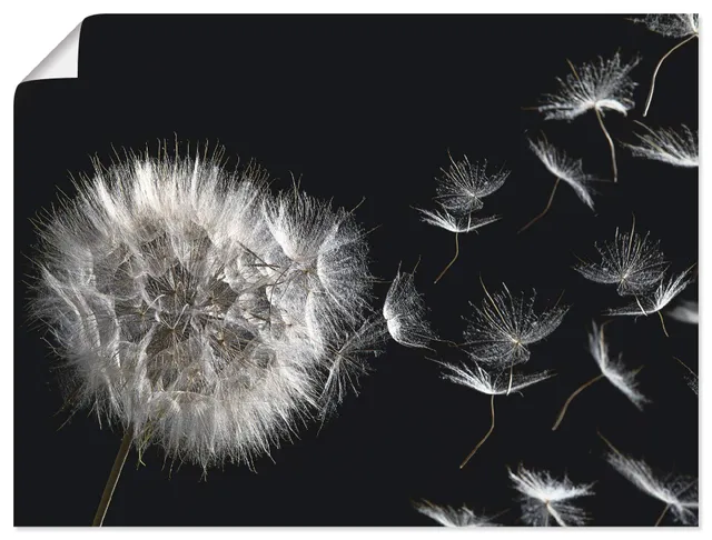 artland-pusteblume-poster-80x60-cm-schwarz-wei image 1
