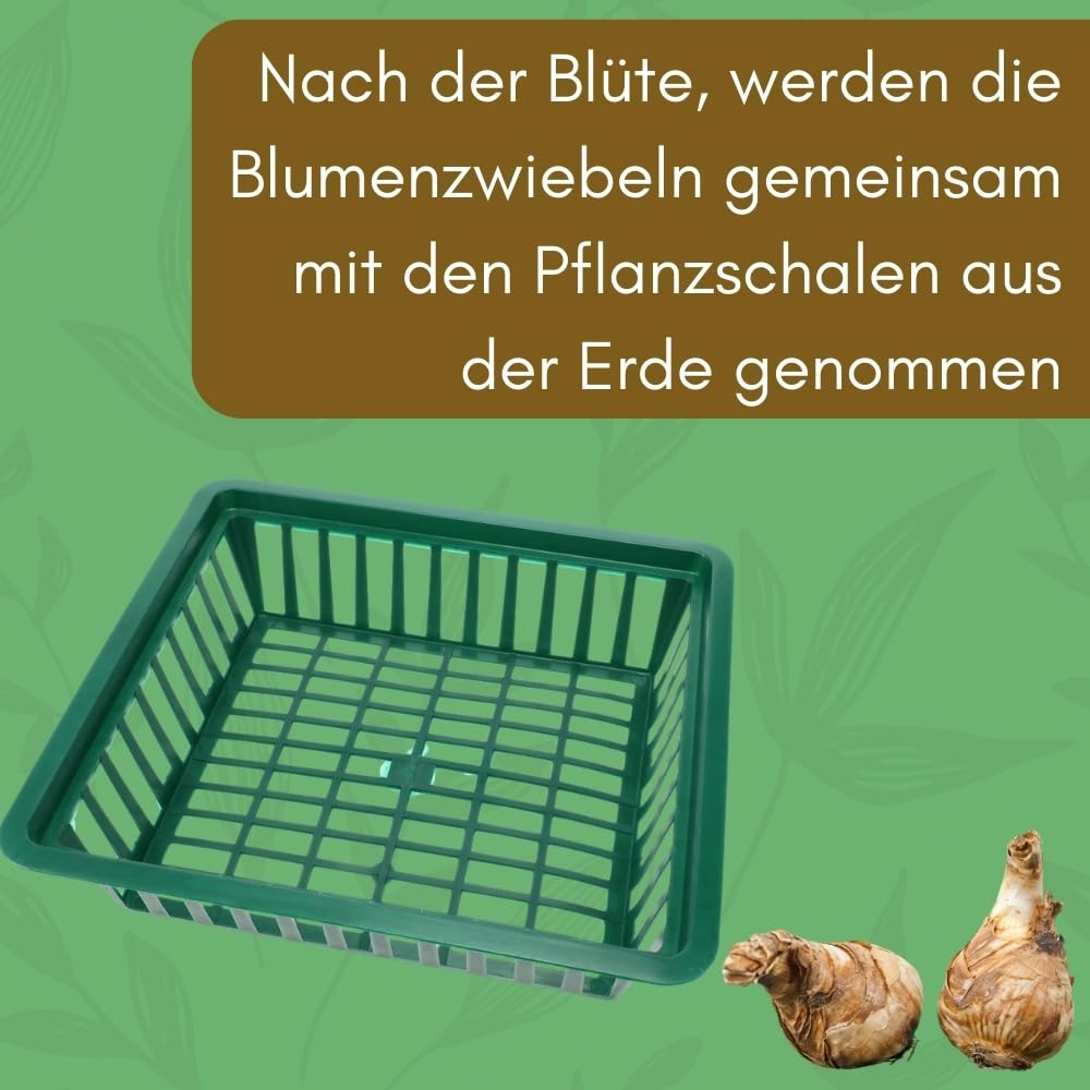 garpet-garten-pflanzkorb-blumenzwiebeln-12er-set-28x26-cm image 5