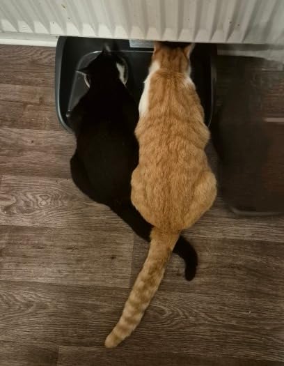Für die Katze