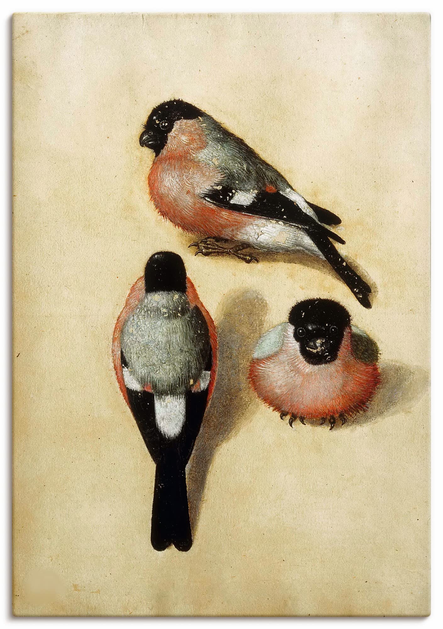 artland-leinwandbilder-gimpel-vogel-leinwandbild-70x50-cm image 1