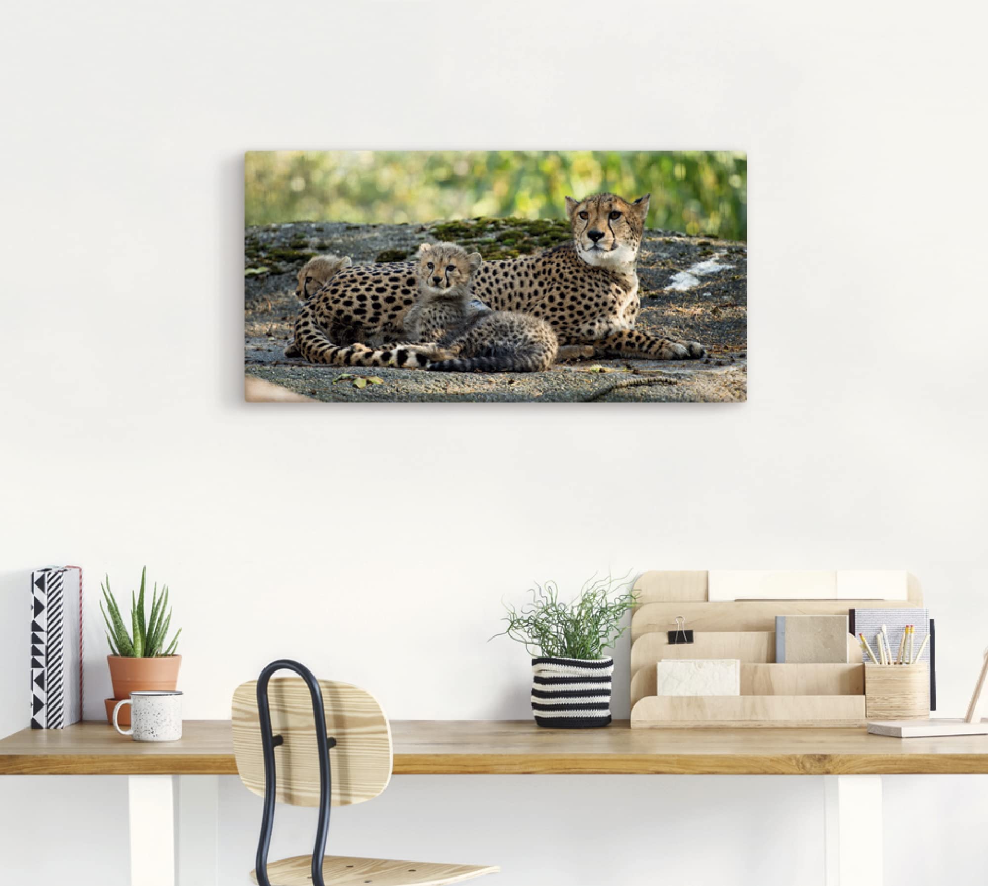 artland-leinwandbilder-s9hy-leinwandbild-60x30-cm-gepard-afrika image 7