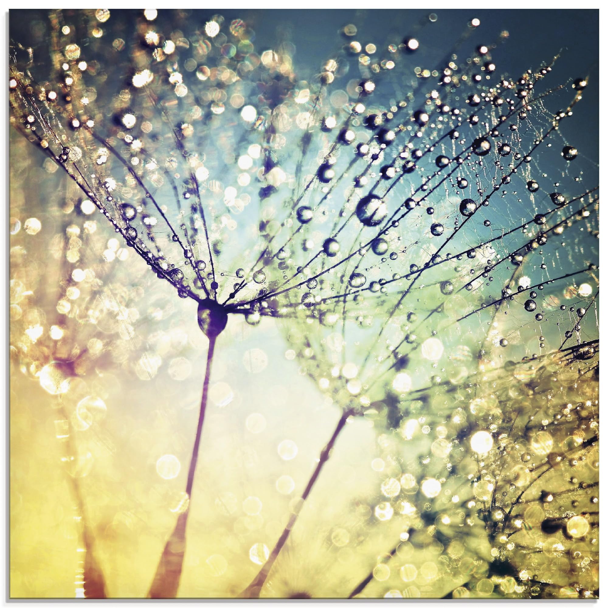 artland-glasbilder-pusteblume-glasbild-50x50-cm-quadratisch-natur image 1