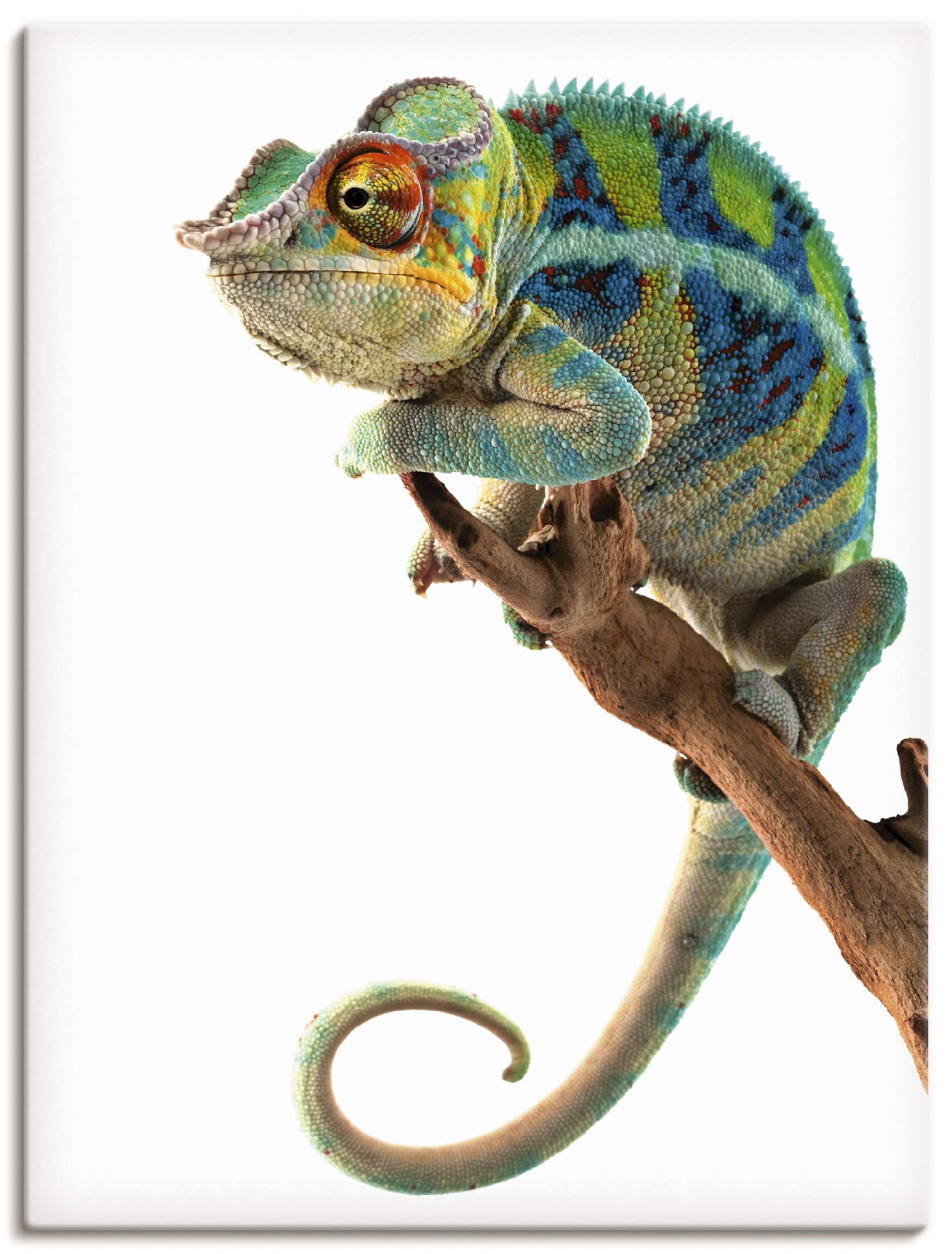 artland-leinwandbild-cham-leon-leinwand-60x45-cm-tiere image 1