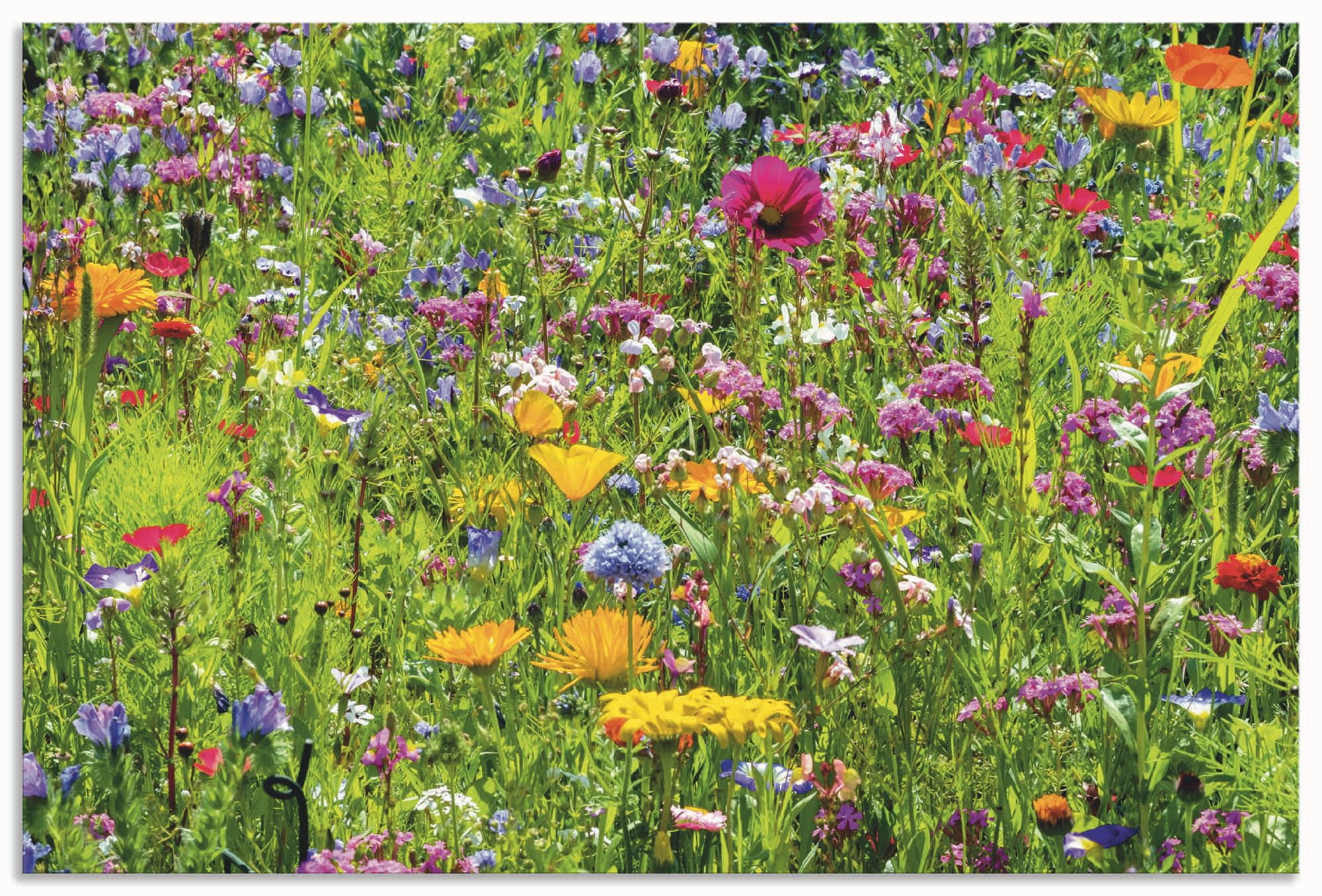 artland-alubilder-blumenfeld-alu-bild-60x40-cm-blumenwiese-outdoor image 7