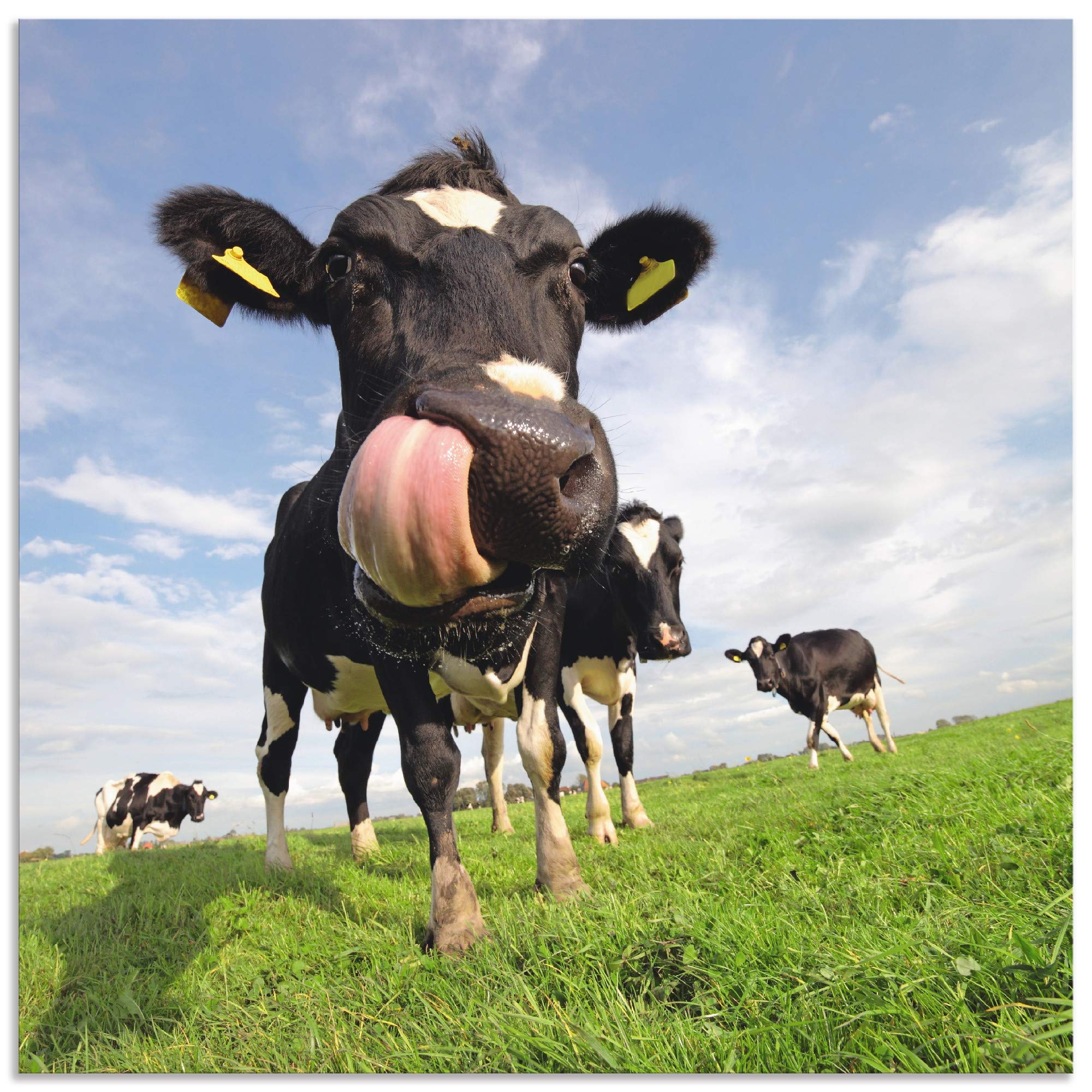artland-alubilder-alu-bild-schweine-creme-malerei-a1se image 8