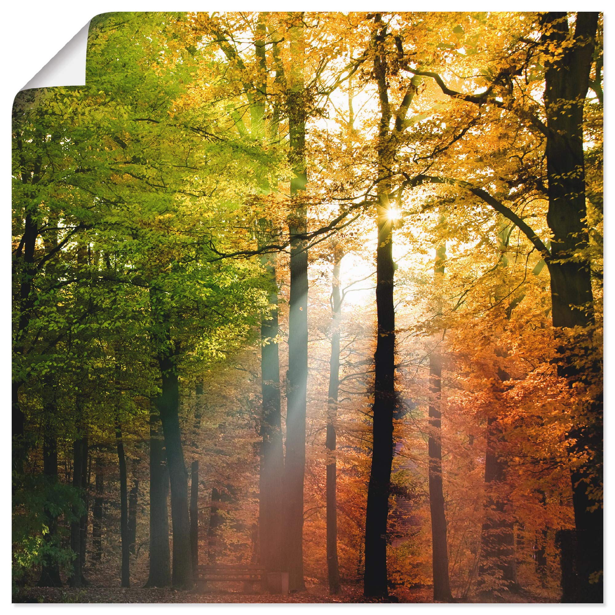 artland-kunstdrucke-herbsttag-poster-30x30-cm-wald-herbst-ungerahmt image 1
